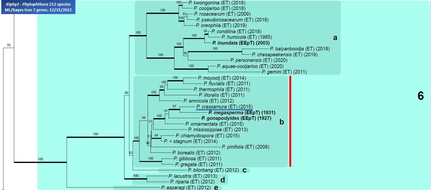    Phytophthora  spp. in subclade 6b:  portion of the seven-loci ML phylogeny featuring the type cultures of 212 described species (by T. Bourret). Notice the position of   P. crassamura  Ex-type CBS 140357 = Samp;T BL 150A . Gloria Abad, USDA Samp;T.
